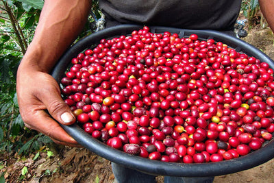 Le café, de la plantation à la tasse